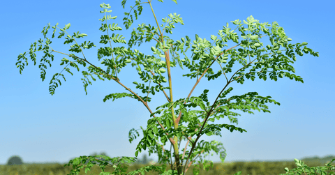 Moringa Tree - The Health Food Emporium
