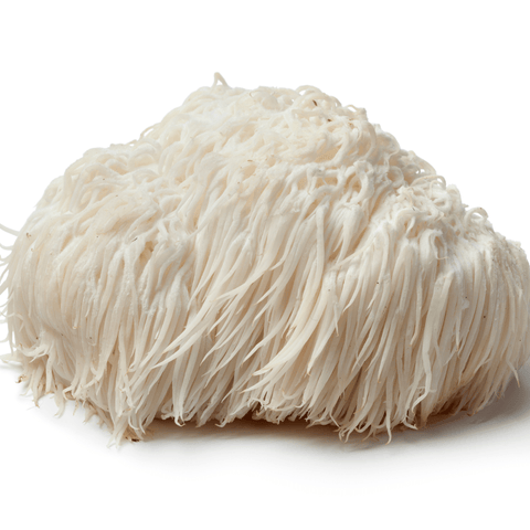 Lions Mane - The Health Food Emporium