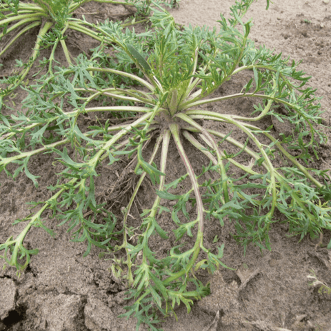 Maca Powder Plants In Ground