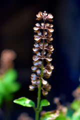 flowering tulsi (aka holy basil) plant against dark background