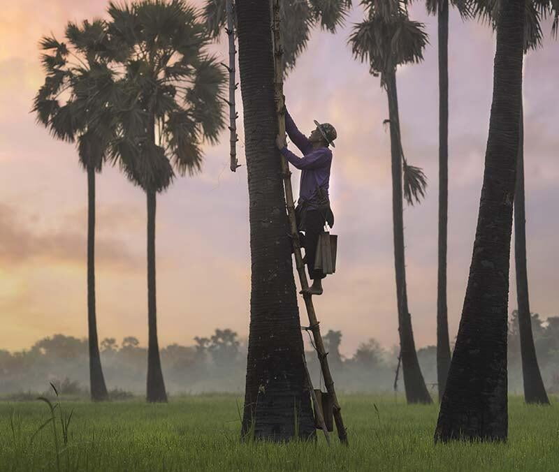 Azúcar de Coco