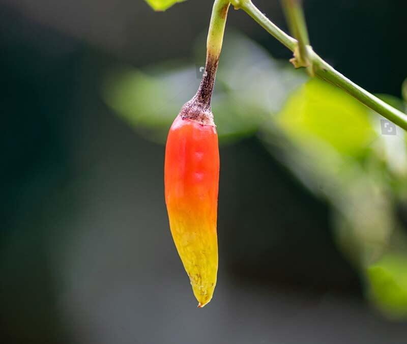 Red or Green Thai Curry paste