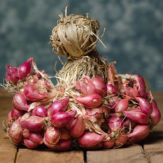 Thai Shallot