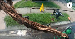 Doran Plumbing and Drainage - Blocked Drain - Tree Roots