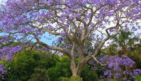 Blocked drain north brisbane plumber jacaranda tree