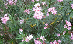 Blocked drain north brisbane plumber oleander tree