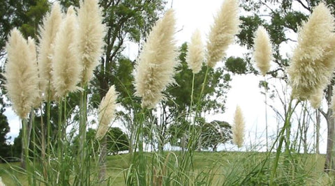 Blocked Drain North Brisbane Pampas 