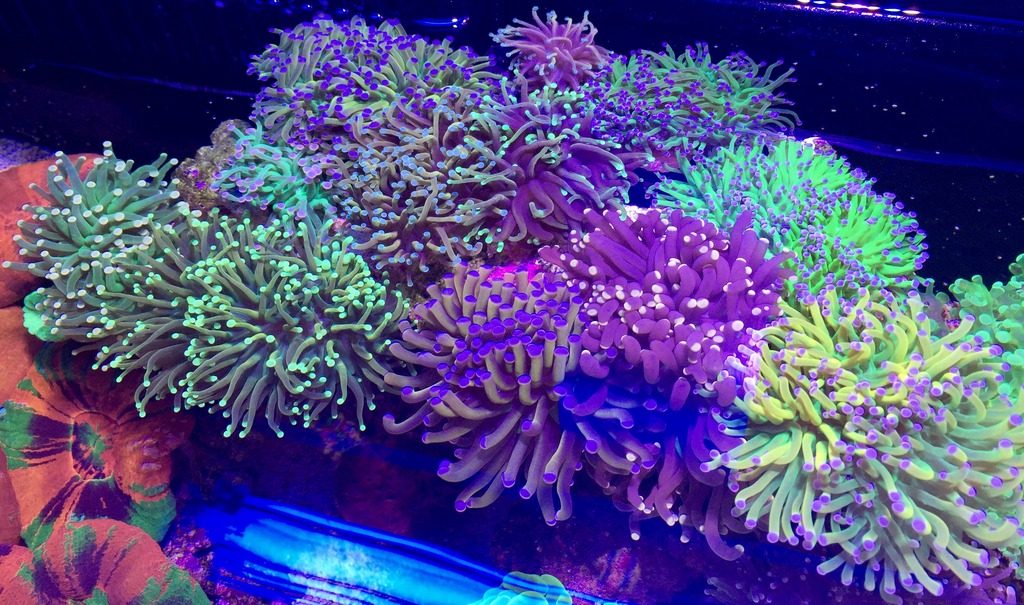 coralskingdom.com