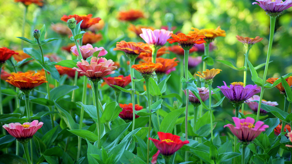 flowers growing