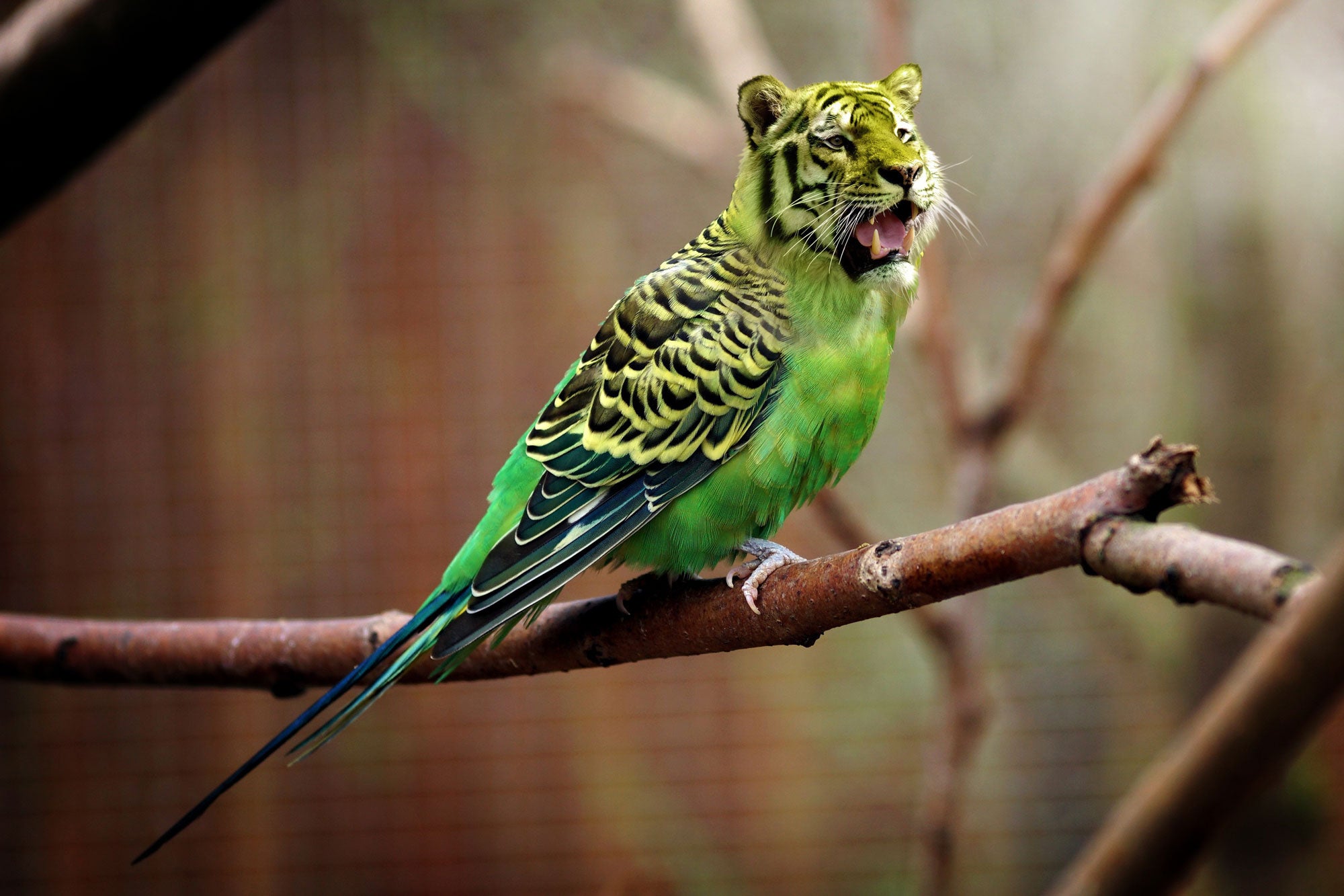 Edited photo of parrot with a tiger head