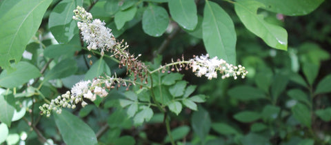 black-cohosh-plant