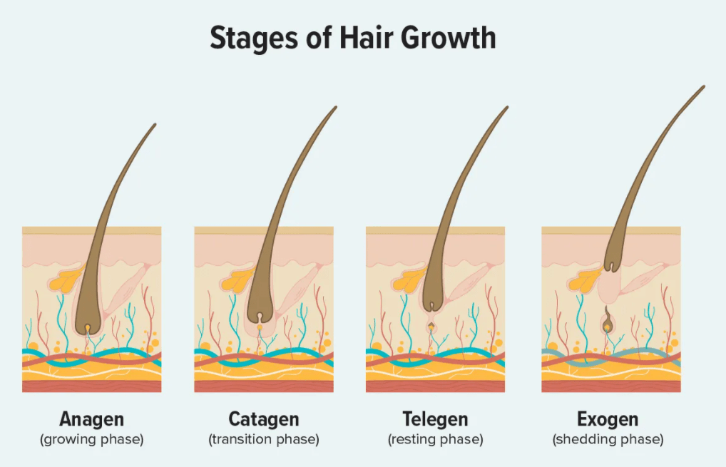 The 4 stages of hair growth