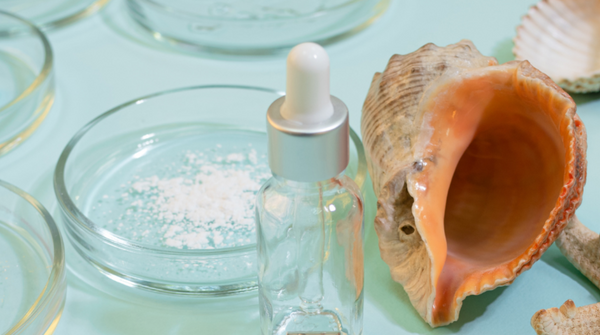 Collagen powder in a petri dish, with a marine sea shell showing its from the ocean and not animals