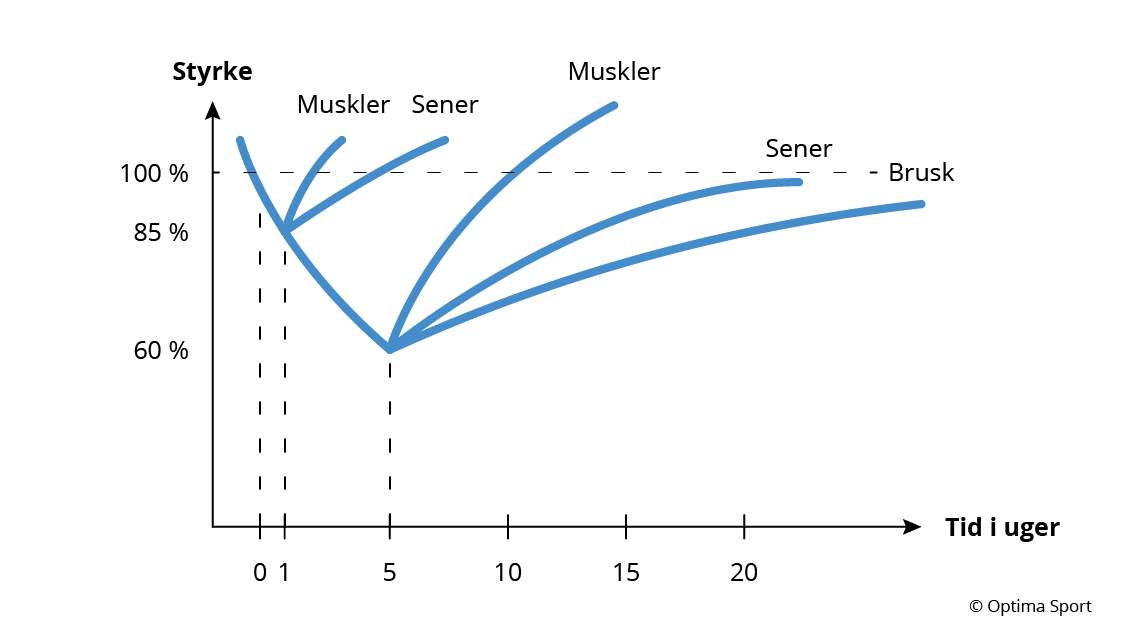 restitutionstid muskler, sener etc.