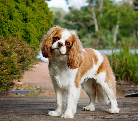 Cavalier King Charles Spaniel