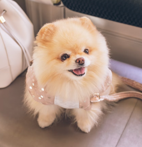 pomeranian