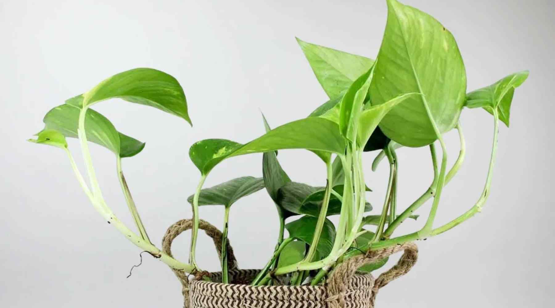 Devil's Ivy Care Guide: How to Grow a Gorgeous Golden Pothos