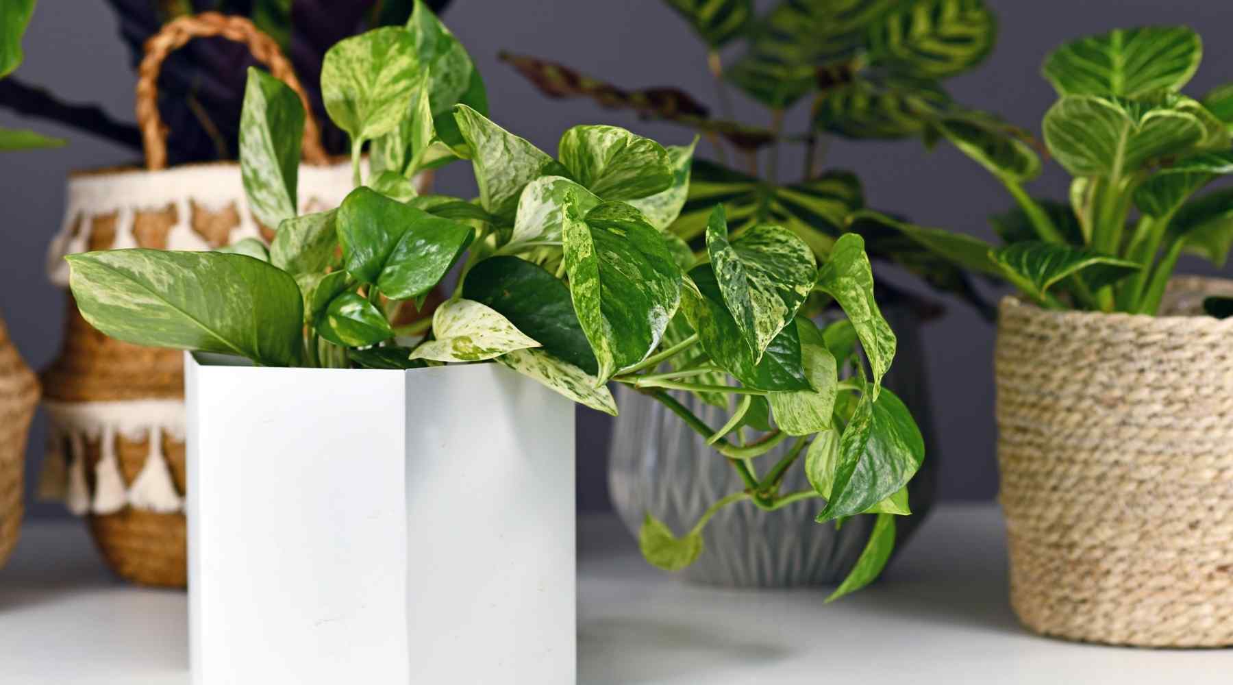 How to take care of an indoor pothos plant…