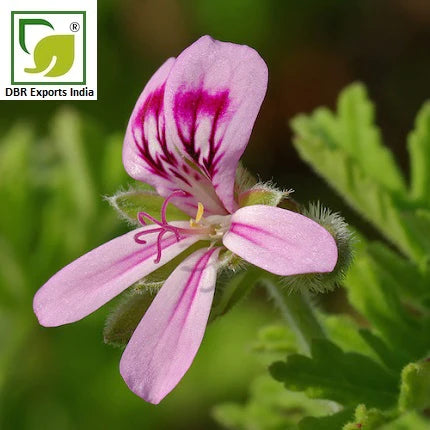 Geranium Oil