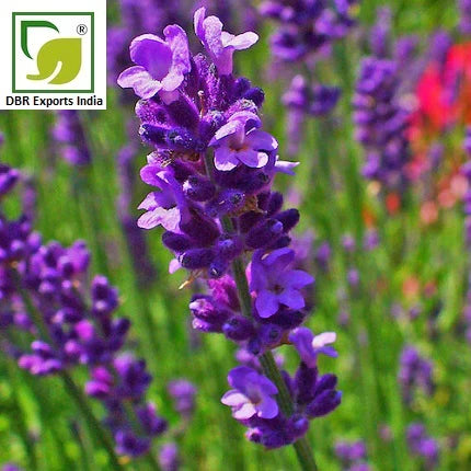 Lavender oil