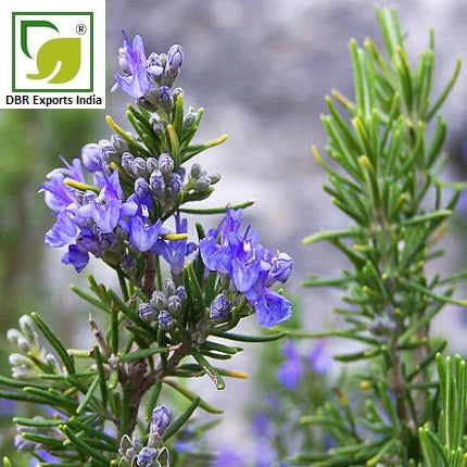 rosemary oil