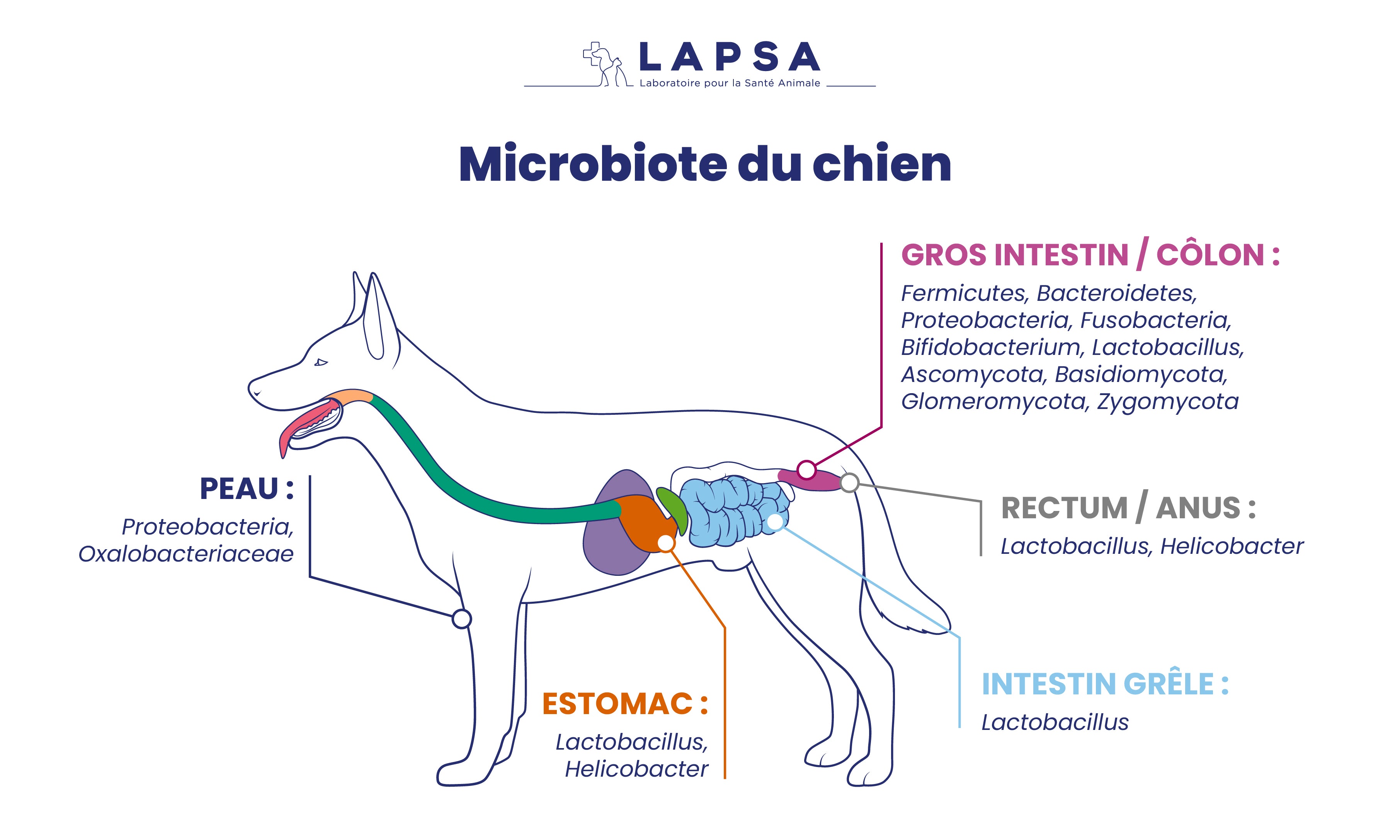 CREA - ARTICLES ELEVEURS - MICROBIOTE DU CHIEN.jpg__PID:b8c9724c-32b5-4d1a-a027-976d2a5171e8