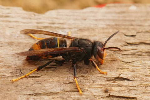 asian hornet close up