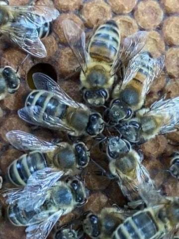Bees close among a comb