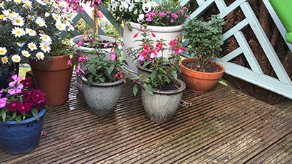 Potted plants in garden