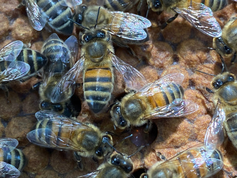 Close-up of honeybees on comb