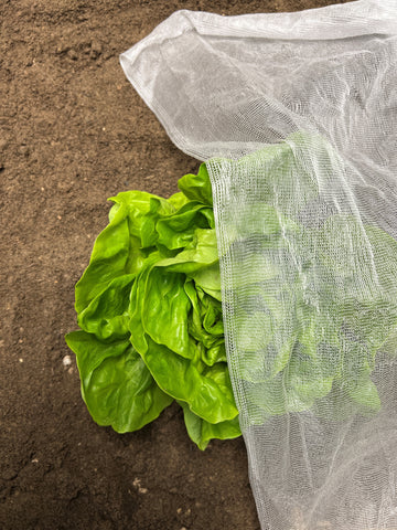 InsectoNet plastic-free insect netting lying over a lettuce in the soil