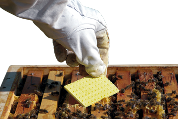 Placing thymovar thymol strips on beehive