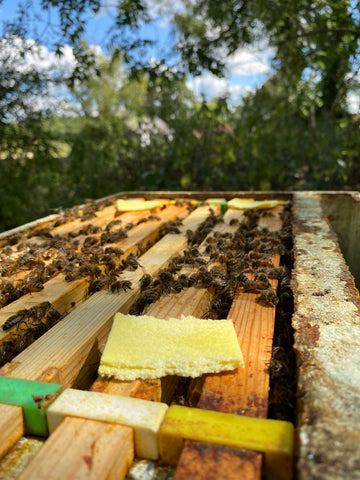 Thymovar thymol strips for varroa mite on beehive