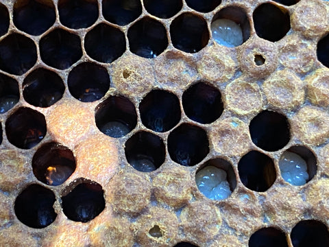 varroa damage on beehive