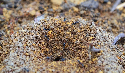 Entrance to ant nest