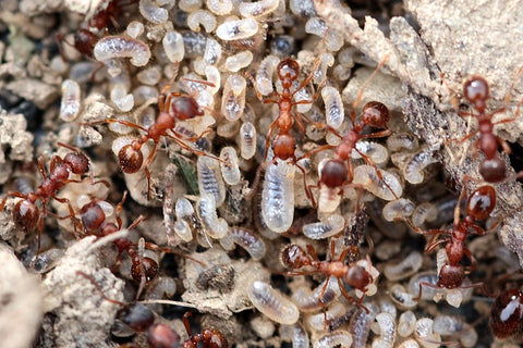 Ant nest full of crawling ants