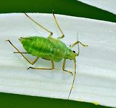 Greenfly aphid on petal