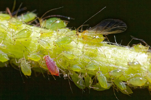 Aphids on plant