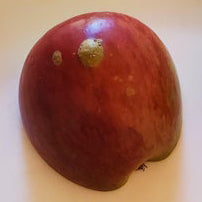 Photo of maggot spots on apple