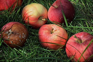 Early ripened and dropped apples in grass from codling moth damage