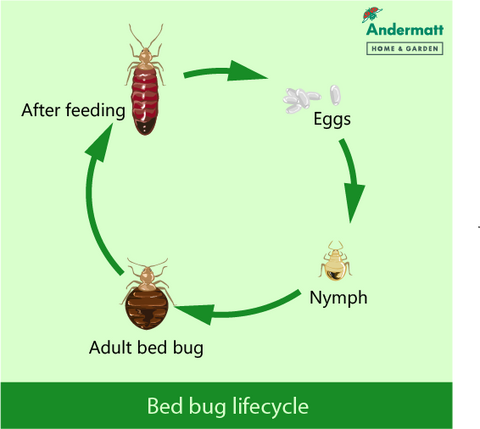Diagram of bed bug life stages