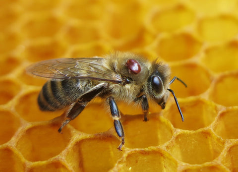 Varroa mite on honeybee