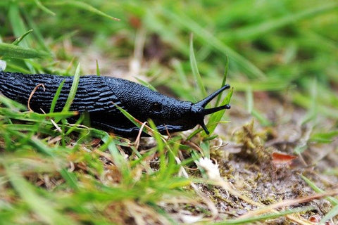 Black slug in grass