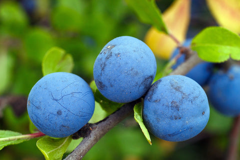 plums in tree