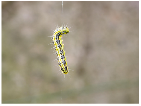 Photo of box tree caterpillar dangling from its web