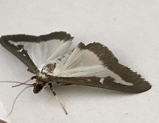 Photo of box tree moth with white body and brown edging