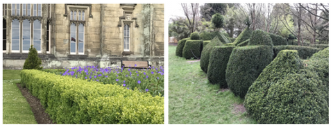 Side by side photos of two healthy green buxus