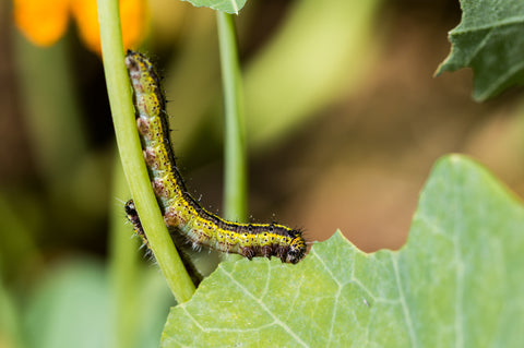caterpillar eating leaf