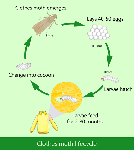 Clothes moth lifecycle diagram