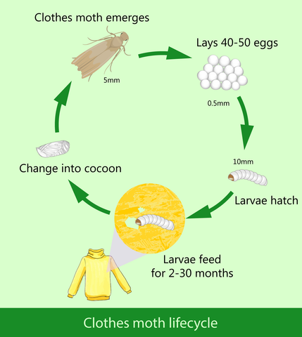 The Moth Life Cycle of Common Clothes and Carpet Moths